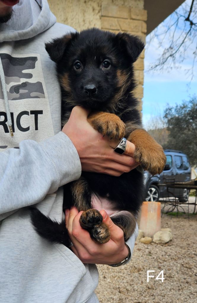 Des terres de peyrière - Chiot disponible  - Berger Allemand