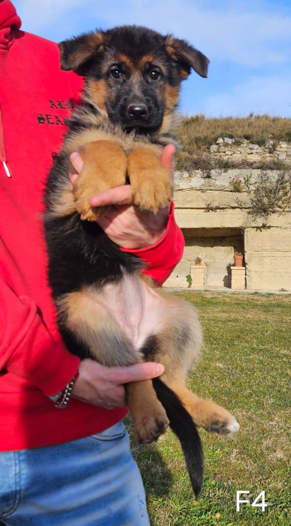 Des terres de peyrière - Chiot disponible  - Berger Allemand