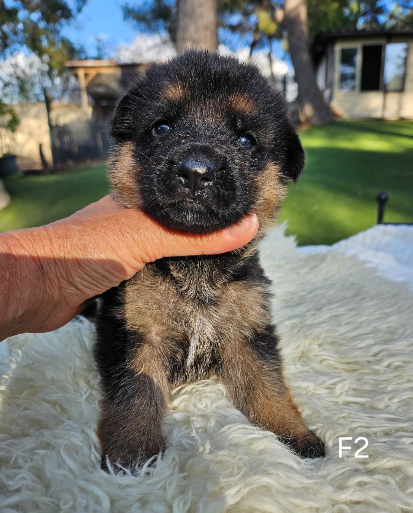 Des terres de peyrière - Chiot disponible  - Berger Allemand