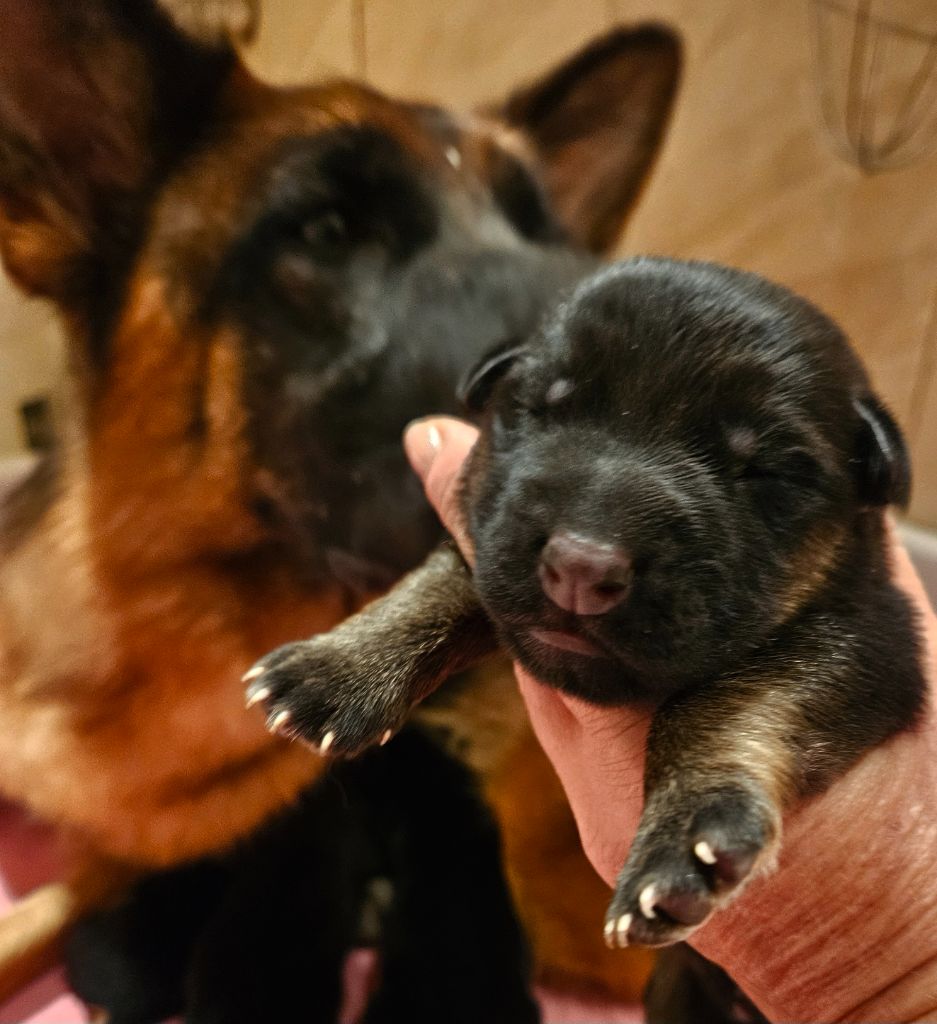 Des terres de peyrière - Chiot disponible  - Berger Allemand