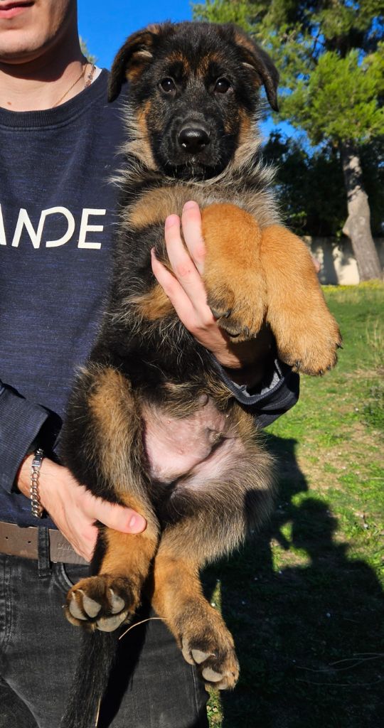 Des terres de peyrière - Chiot disponible  - Berger Allemand