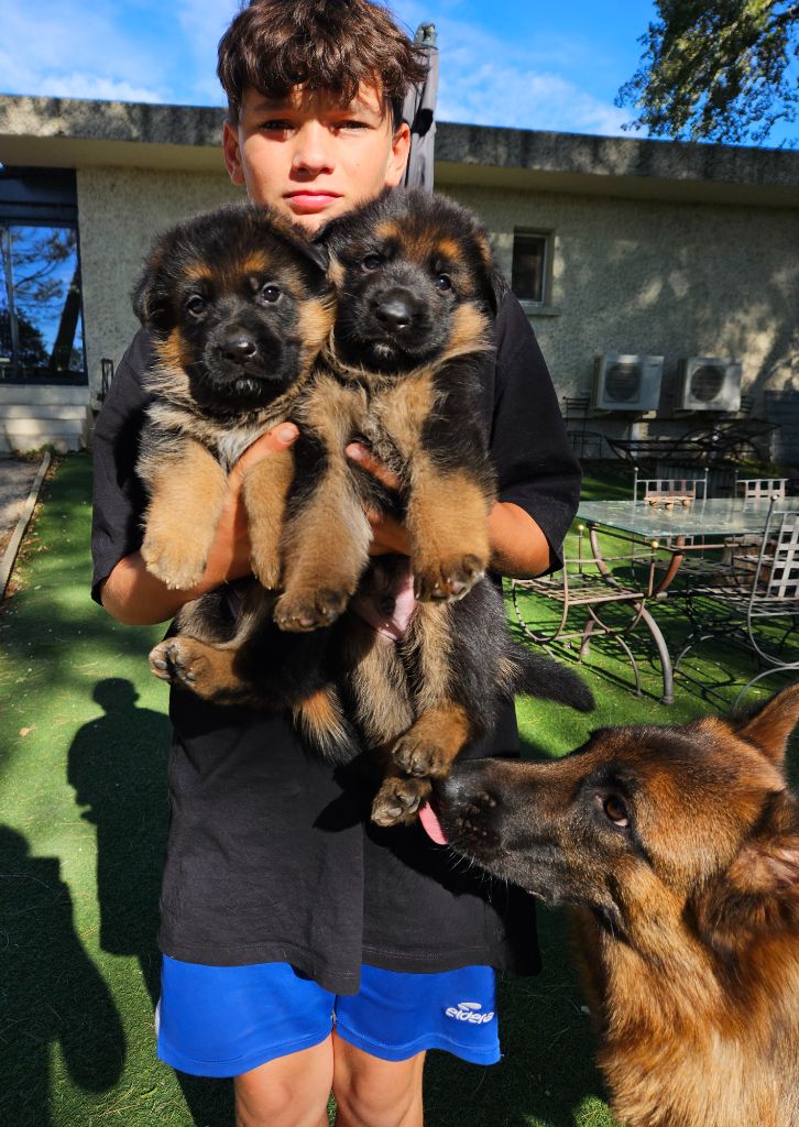 chiot Berger Allemand Des terres de peyrière