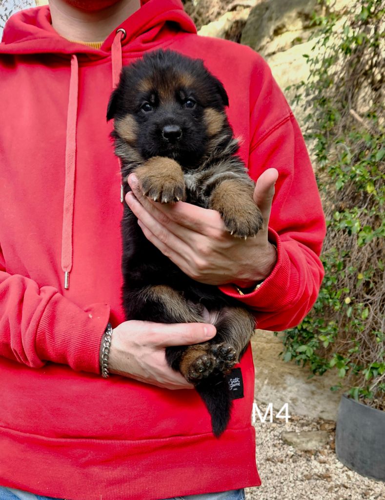 Des terres de peyrière - Chiot disponible  - Berger Allemand