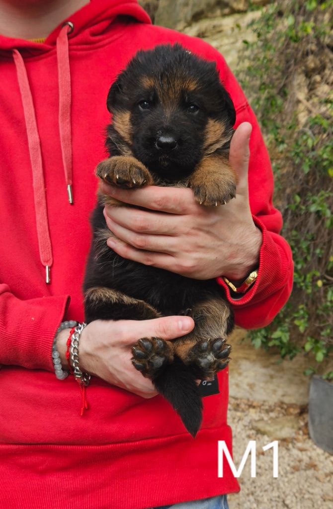 Des terres de peyrière - Chiot disponible  - Berger Allemand