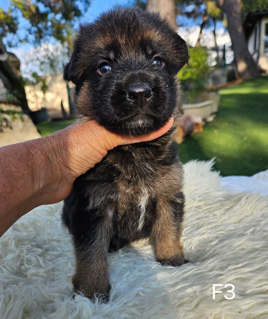 Des terres de peyrière - Chiot disponible  - Berger Allemand