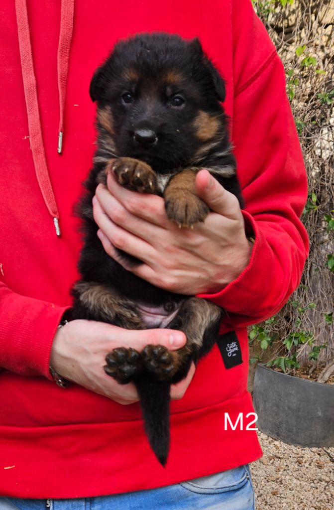 Des terres de peyrière - Chiot disponible  - Berger Allemand