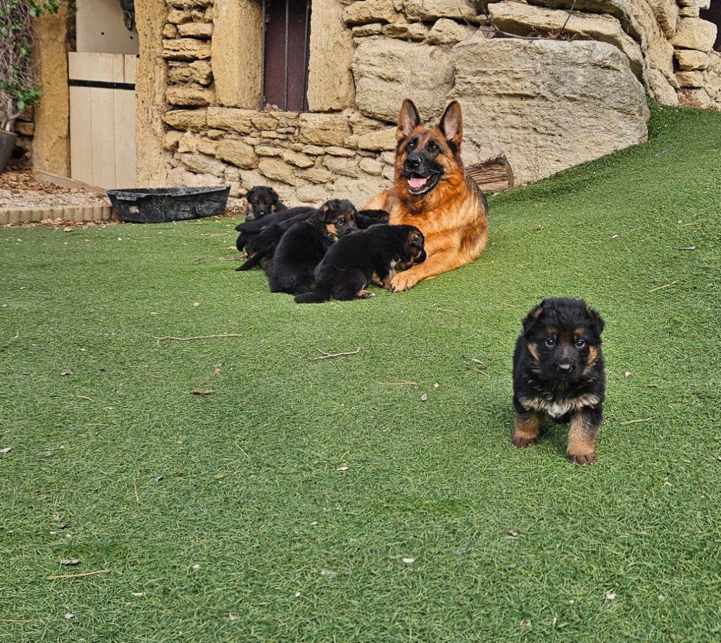 chiot Berger Allemand Des terres de peyrière