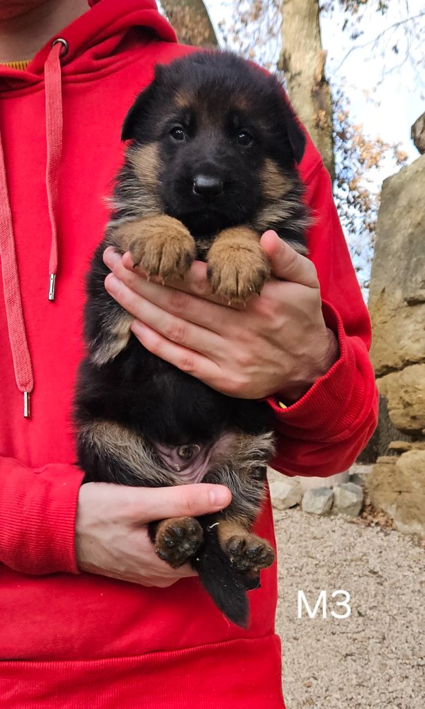 Des terres de peyrière - Chiot disponible  - Berger Allemand