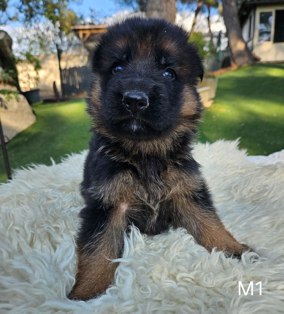 Des terres de peyrière - Chiot disponible  - Berger Allemand