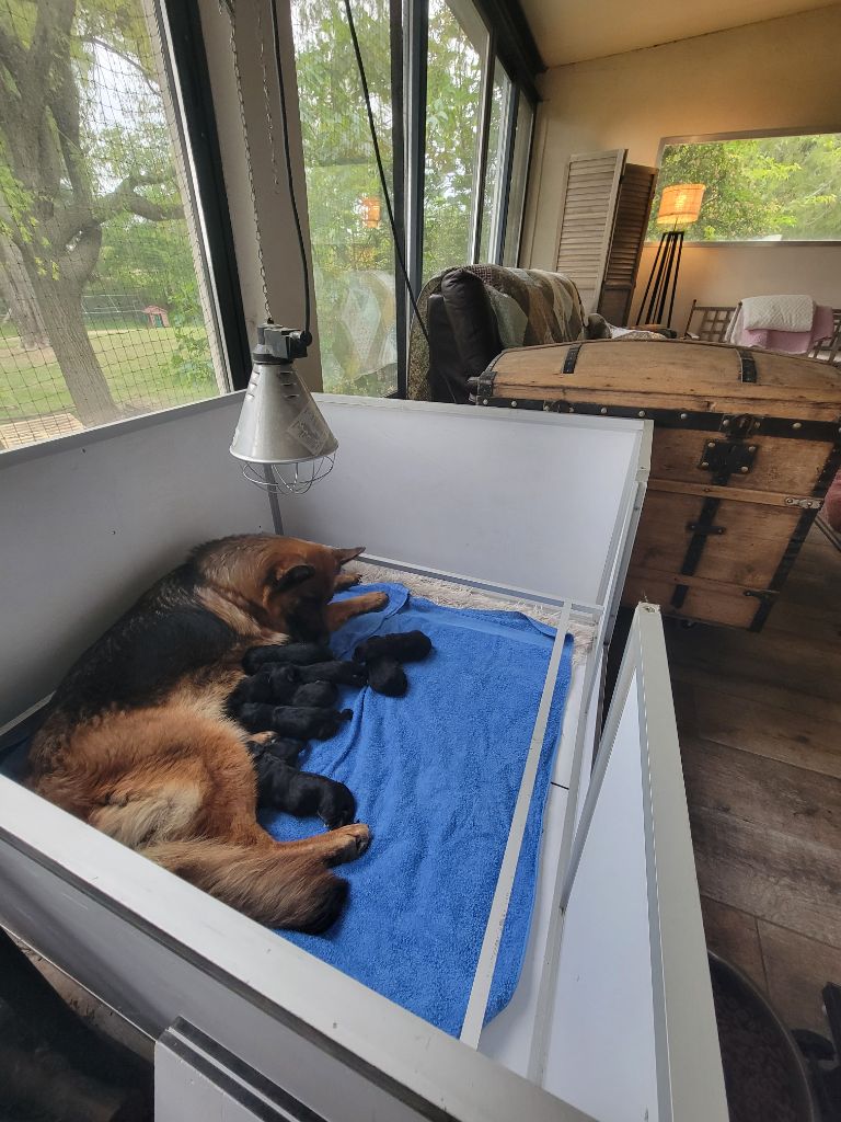 chiot Berger Allemand Des terres de peyrière