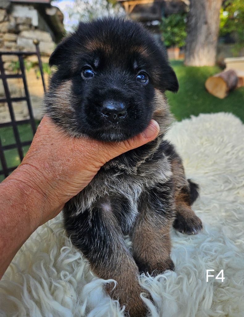 Des terres de peyrière - Chiot disponible  - Berger Allemand