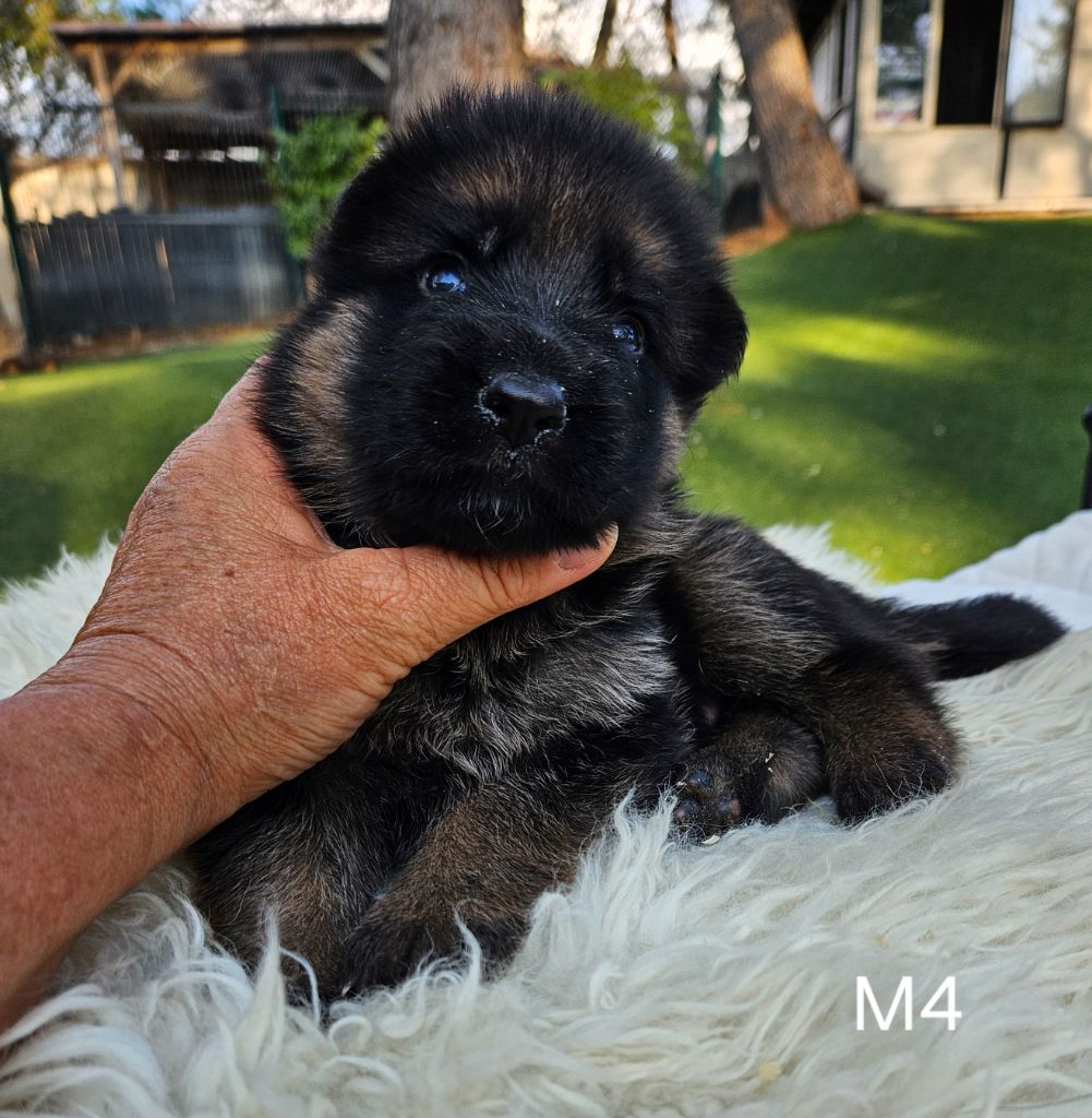 Des terres de peyrière - Chiot disponible  - Berger Allemand