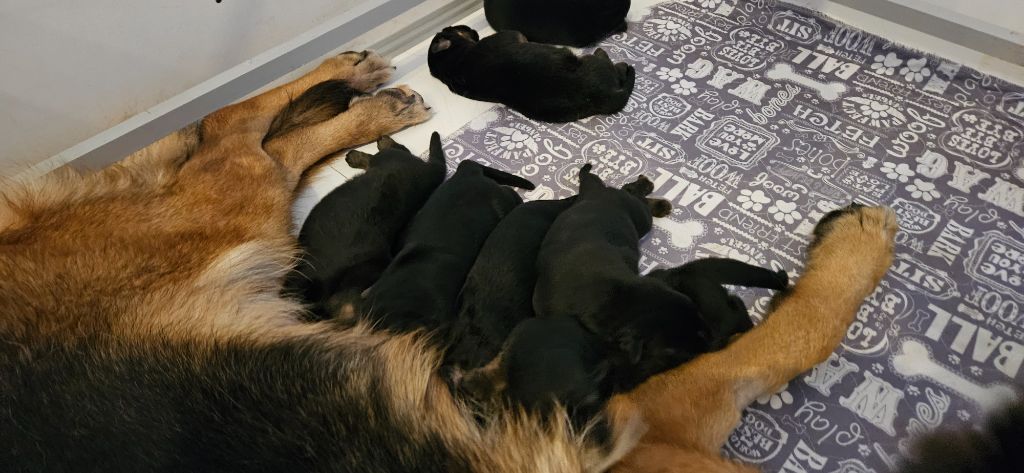 Des terres de peyrière - Chiot disponible  - Berger Allemand