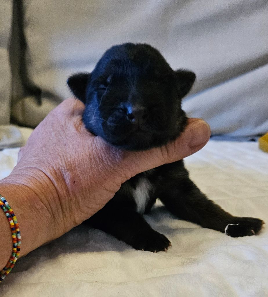 Des terres de peyrière - Chiot disponible  - Berger Allemand