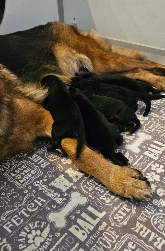 chiot Berger Allemand Des terres de peyrière