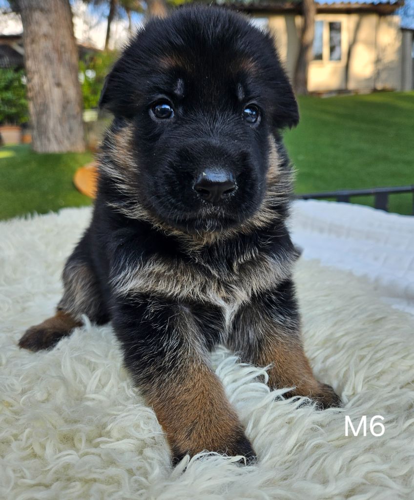 Des terres de peyrière - Chiot disponible  - Berger Allemand