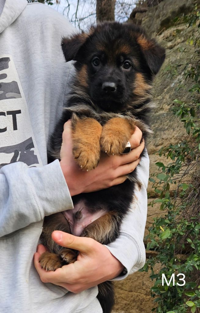 Des terres de peyrière - Chiot disponible  - Berger Allemand