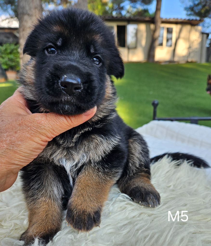 Des terres de peyrière - Chiot disponible  - Berger Allemand