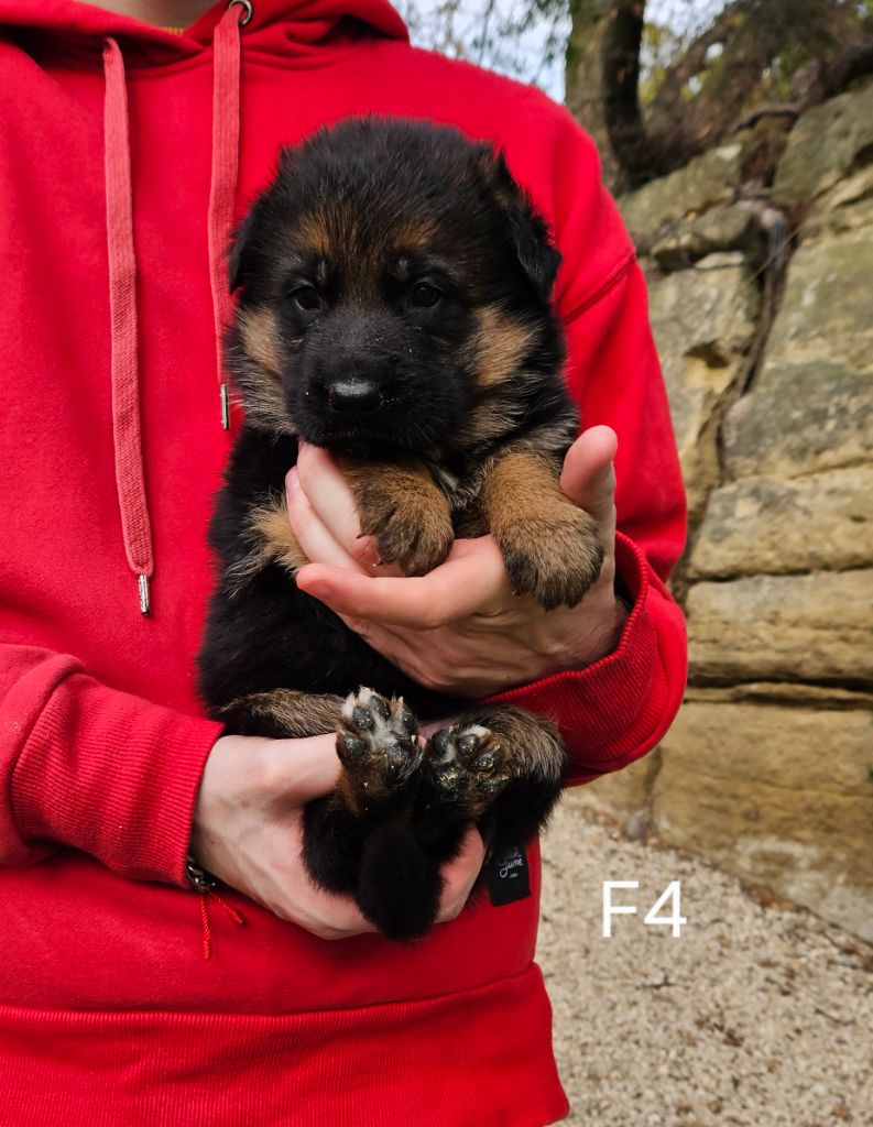 Des terres de peyrière - Chiot disponible  - Berger Allemand