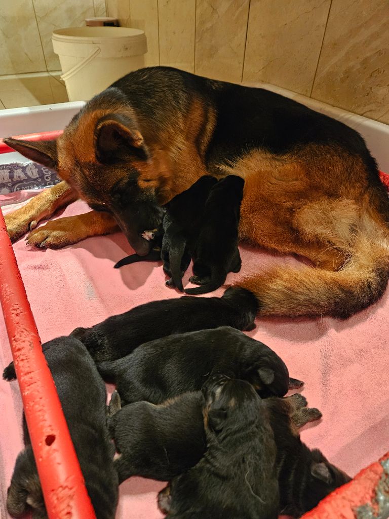 chiot Berger Allemand Des terres de peyrière