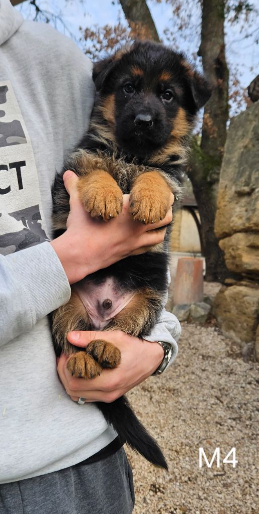 Des terres de peyrière - Chiot disponible  - Berger Allemand