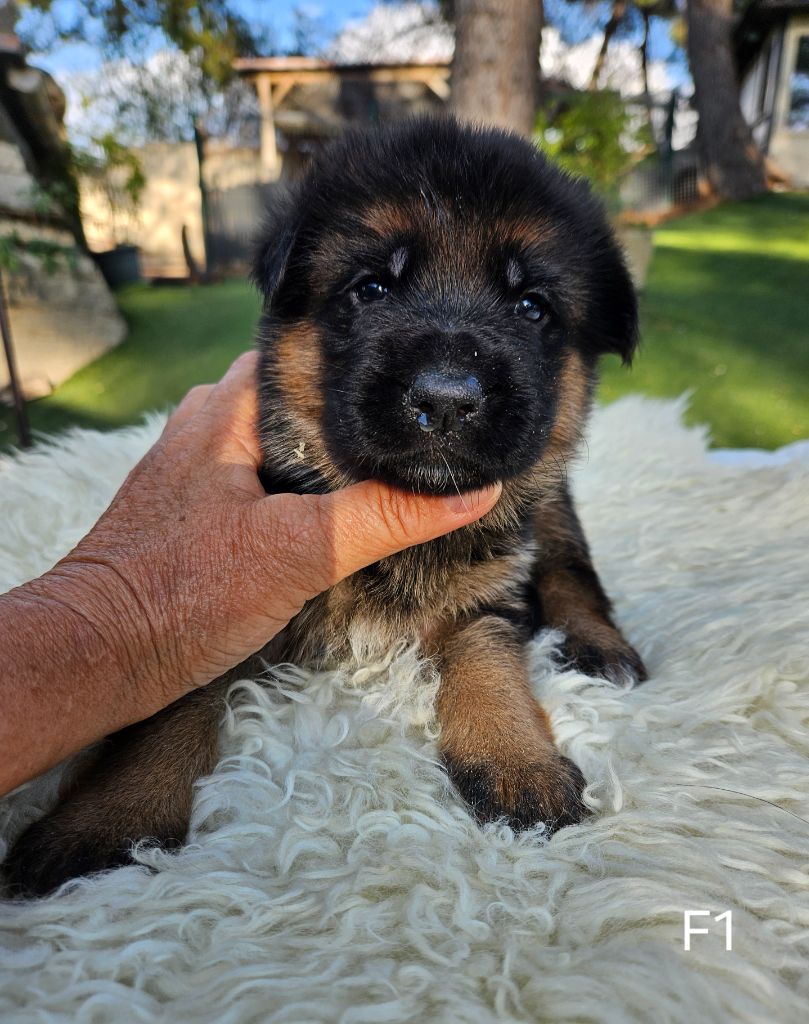 Des terres de peyrière - Chiot disponible  - Berger Allemand