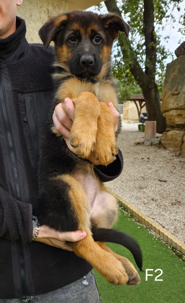 Des terres de peyrière - Chiot disponible  - Berger Allemand