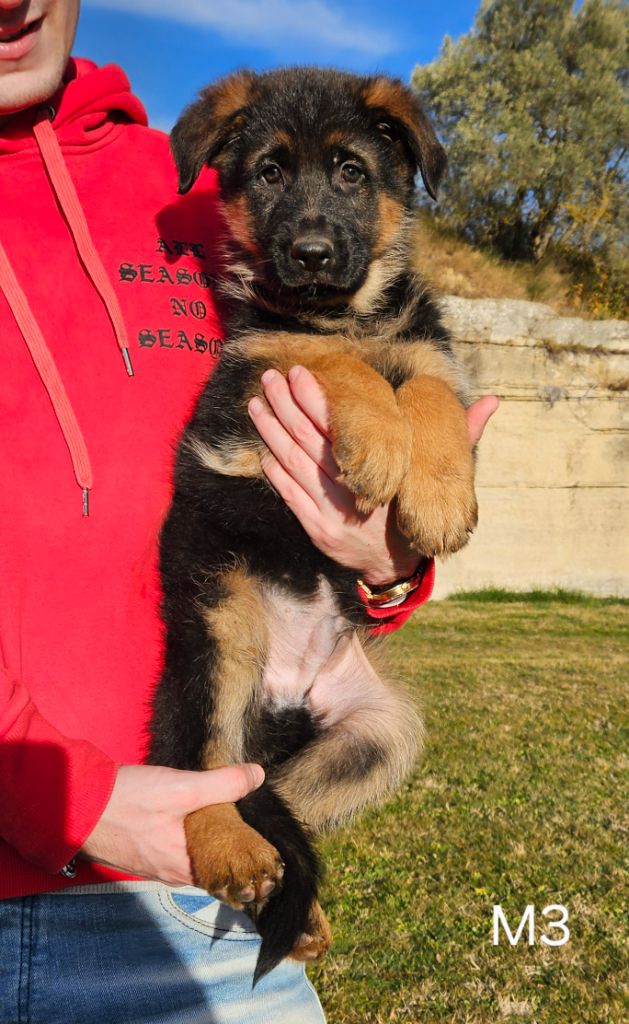 chiot Berger Allemand Des terres de peyrière