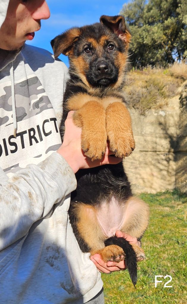 Des terres de peyrière - Chiot disponible  - Berger Allemand