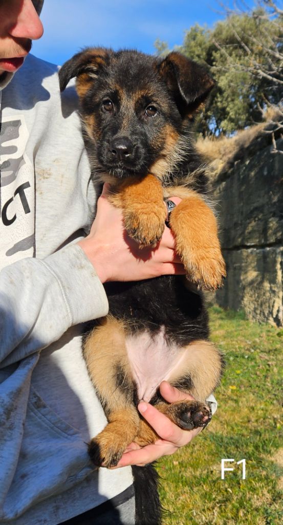 Des terres de peyrière - Chiot disponible  - Berger Allemand