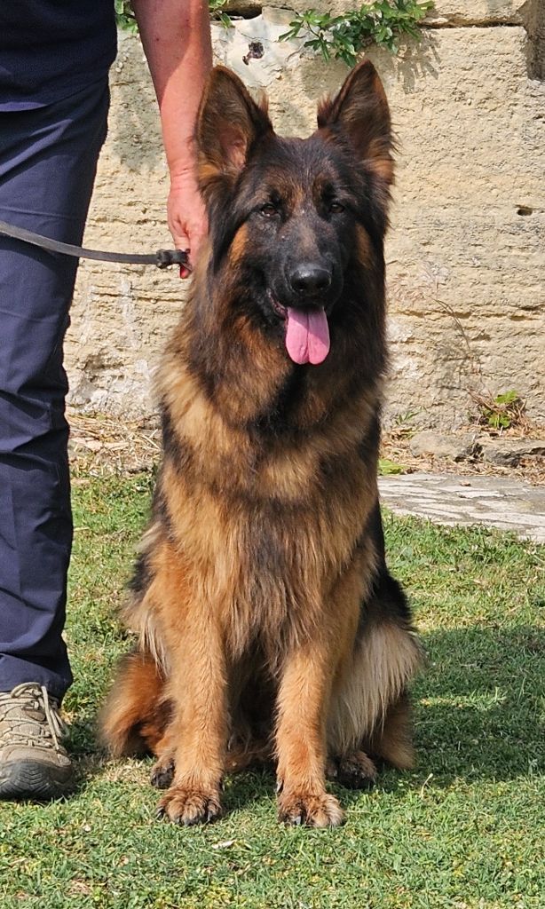 Superbe femelle 18 mois à vendre !