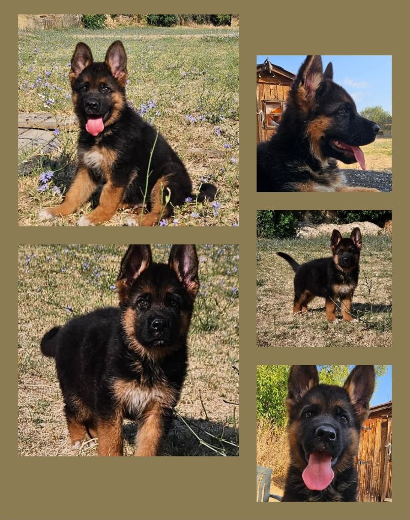 Des terres de peyrière - Chiot mâle 2 mois à vendre !