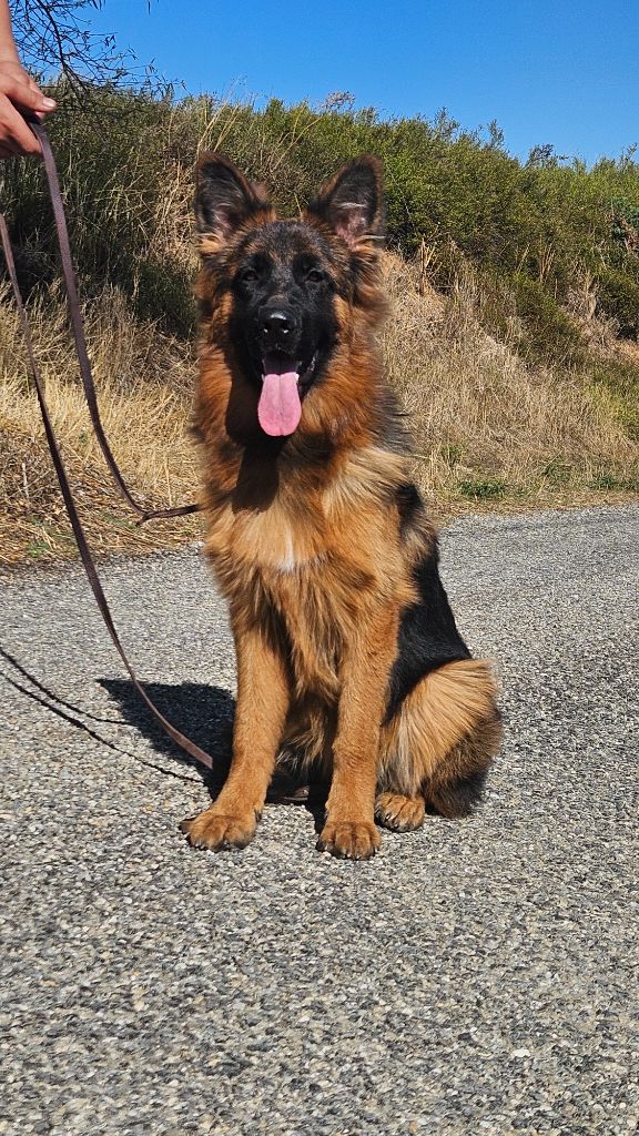 Superbe femelle poil long à vendre 