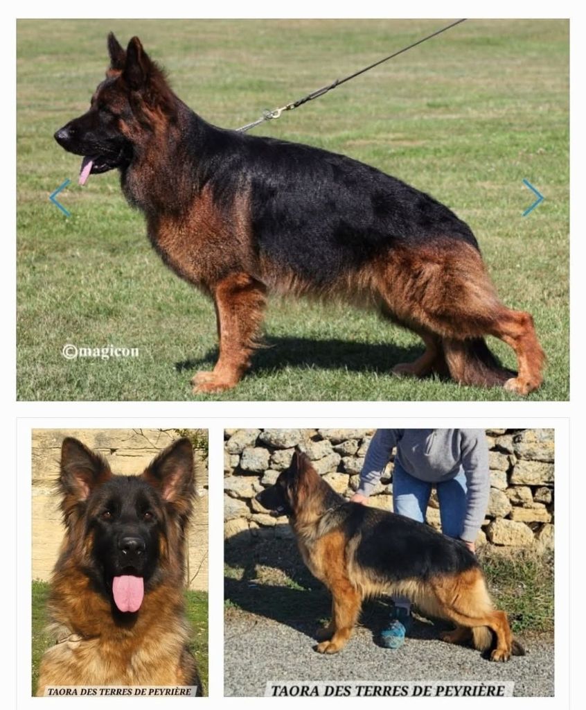 Des terres de peyrière - Chiots poil long attendus fin mars !