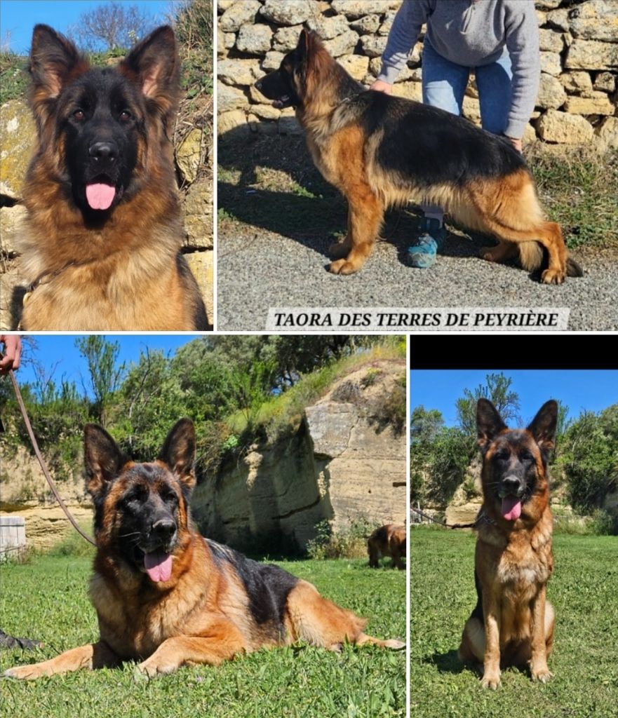 Des terres de peyrière - Deux super femelles disponibles !