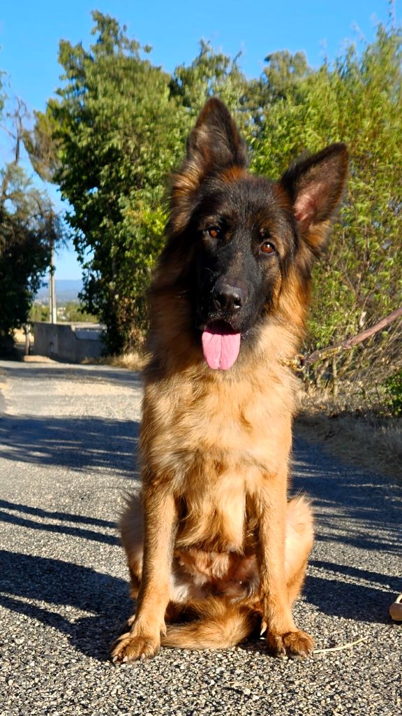Jeune femelle adulte à vendre !!!! 