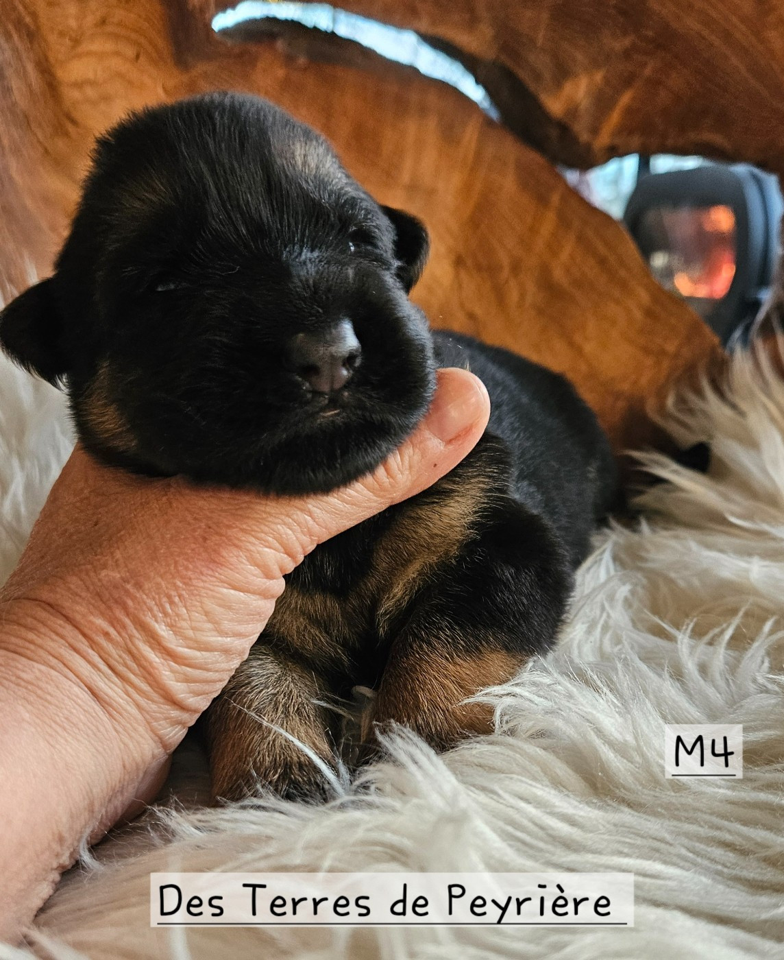 Des terres de peyrière - Chiots disponibles - Berger Allemand