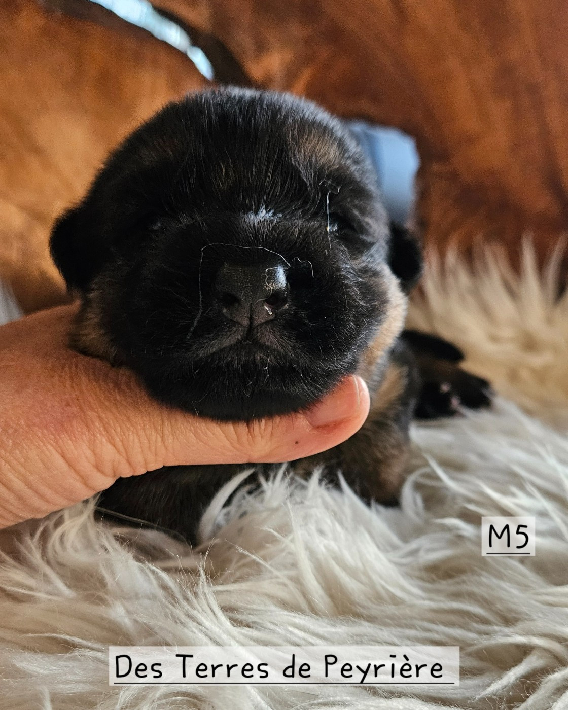 Des terres de peyrière - Chiots disponibles - Berger Allemand