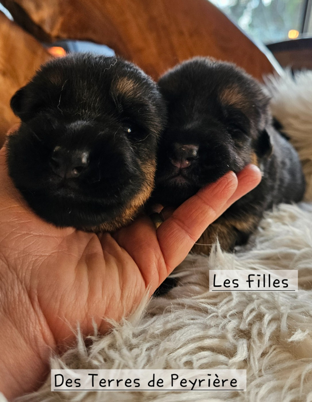 Des terres de peyrière - Chiots disponibles - Berger Allemand