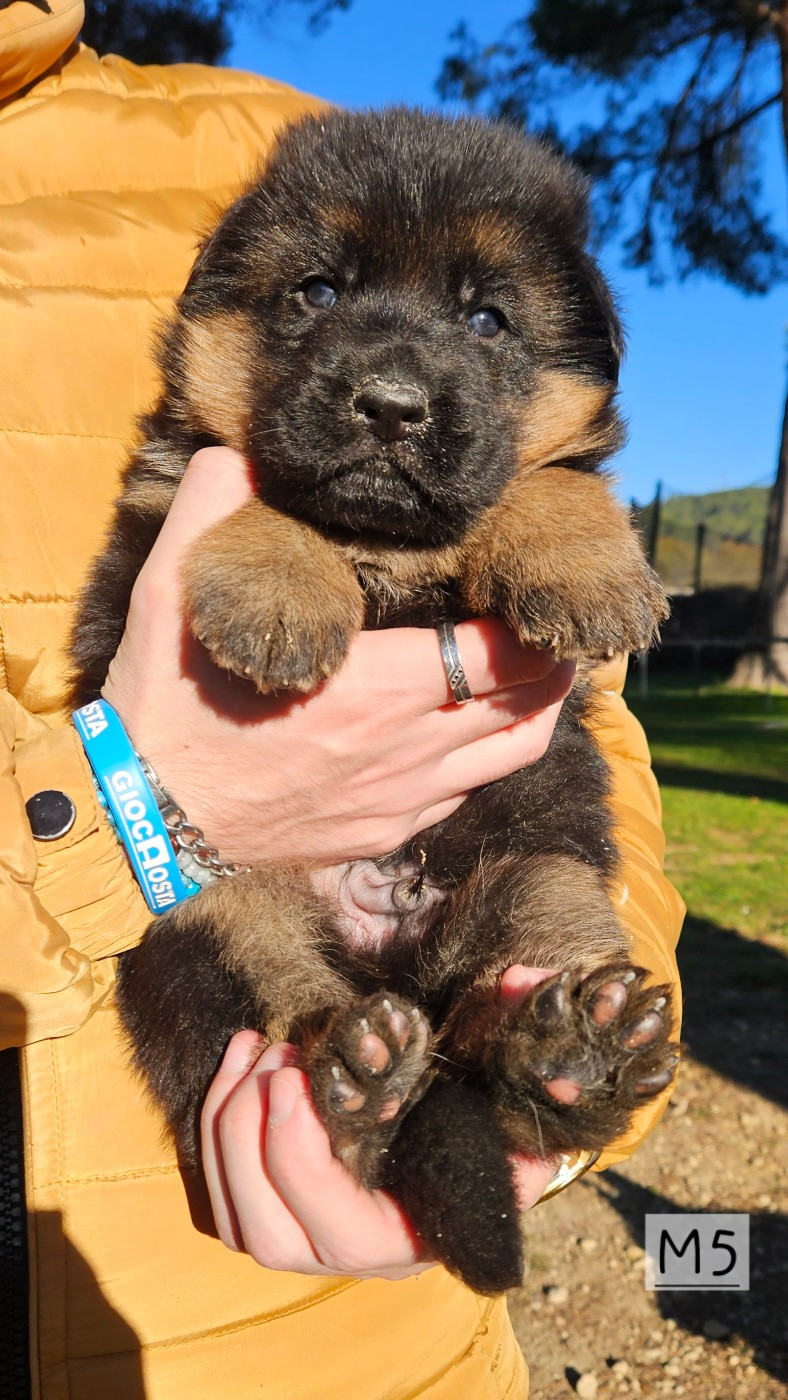 Des terres de peyrière - Chiots disponibles - Berger Allemand