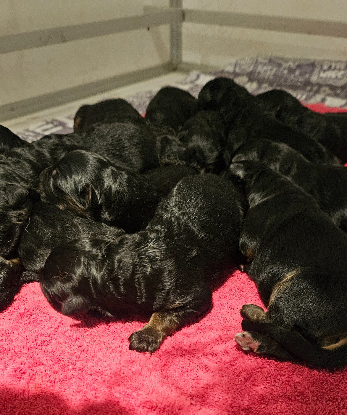 Des terres de peyrière - Chiots disponibles - Berger Allemand Poil Long