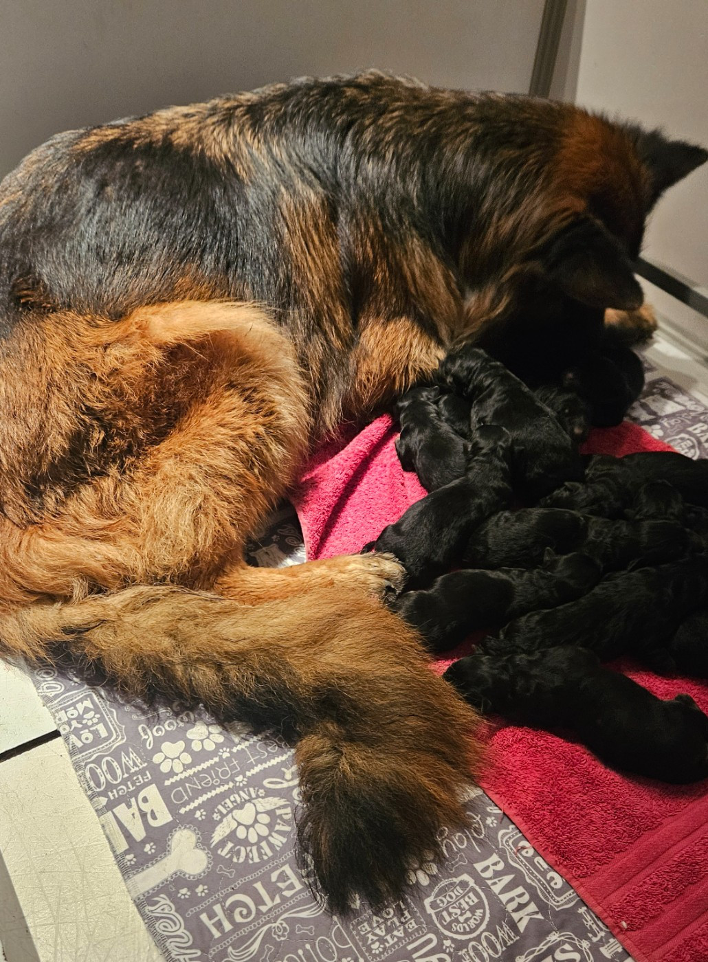 Des terres de peyrière - Chiots disponibles - Berger Allemand Poil Long