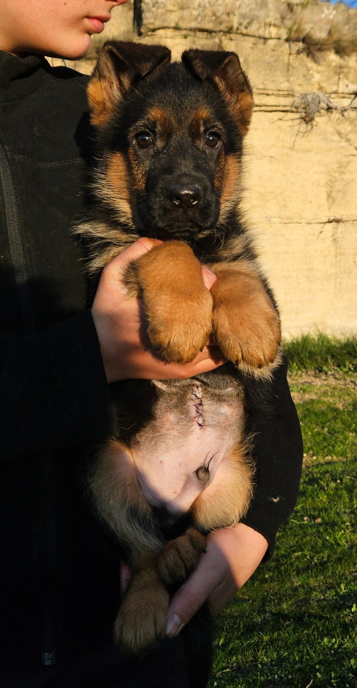 Des terres de peyrière - Chiots disponibles - Berger Allemand