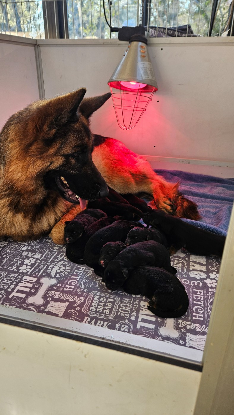 Chiot Berger Allemand Des terres de peyrière