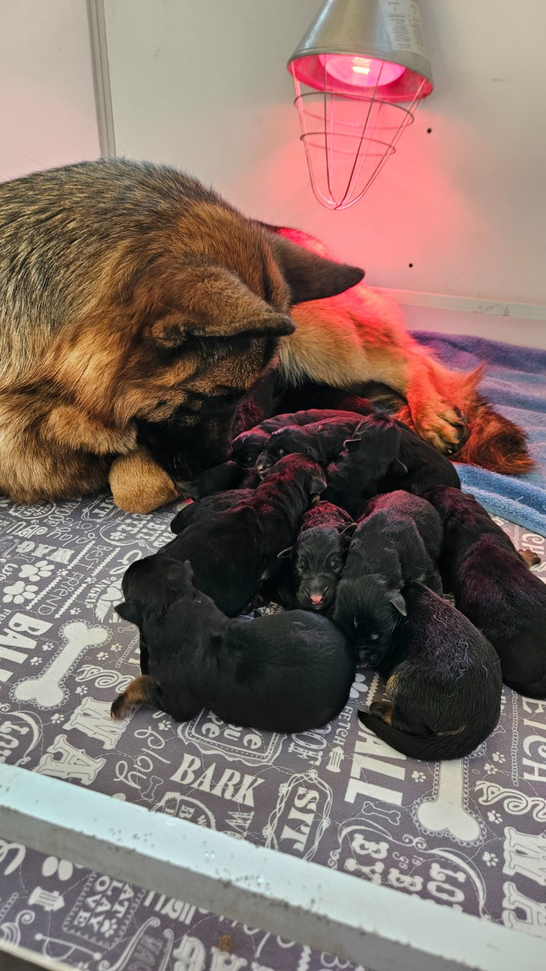 Des terres de peyrière - Chiots disponibles - Berger Allemand