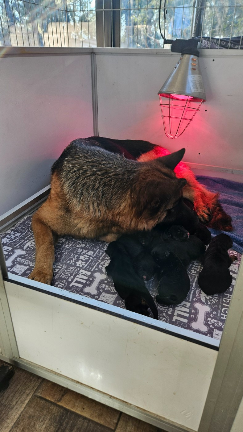 Des terres de peyrière - Chiots disponibles - Berger Allemand