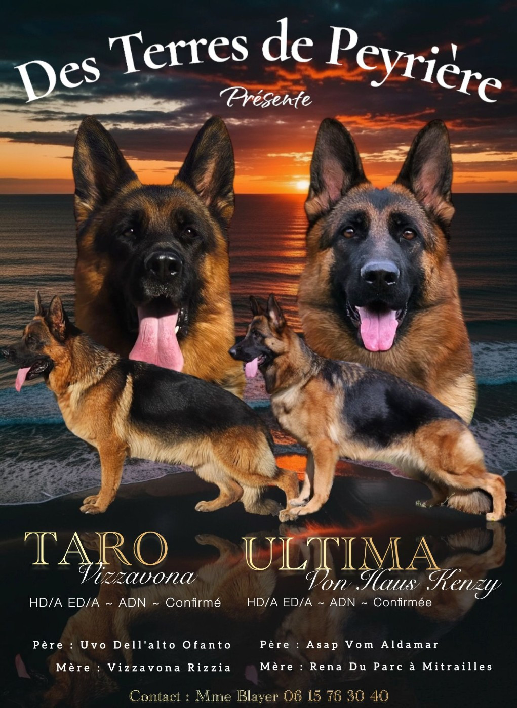 Des terres de peyrière - Chiots disponibles - Berger Allemand