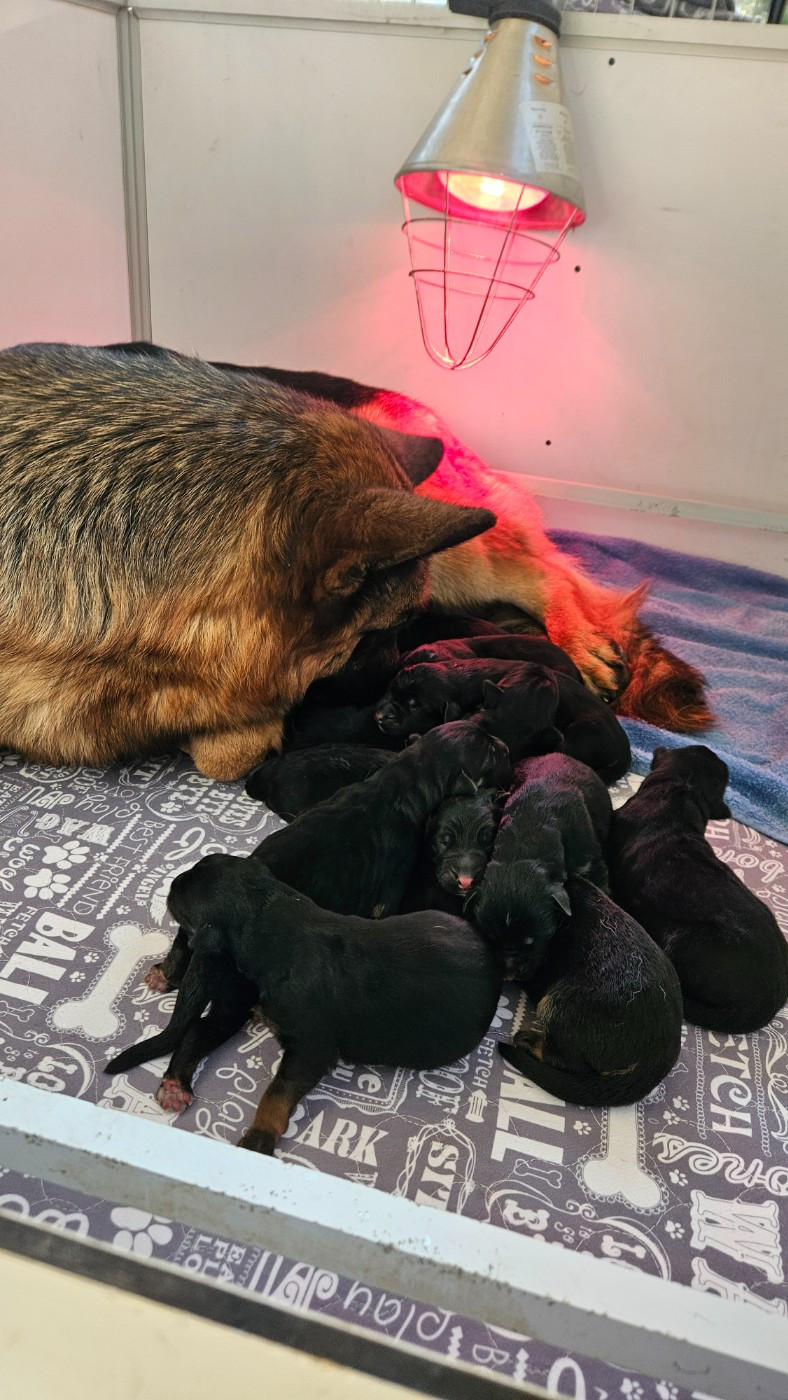 Des terres de peyrière - Chiots disponibles - Berger Allemand