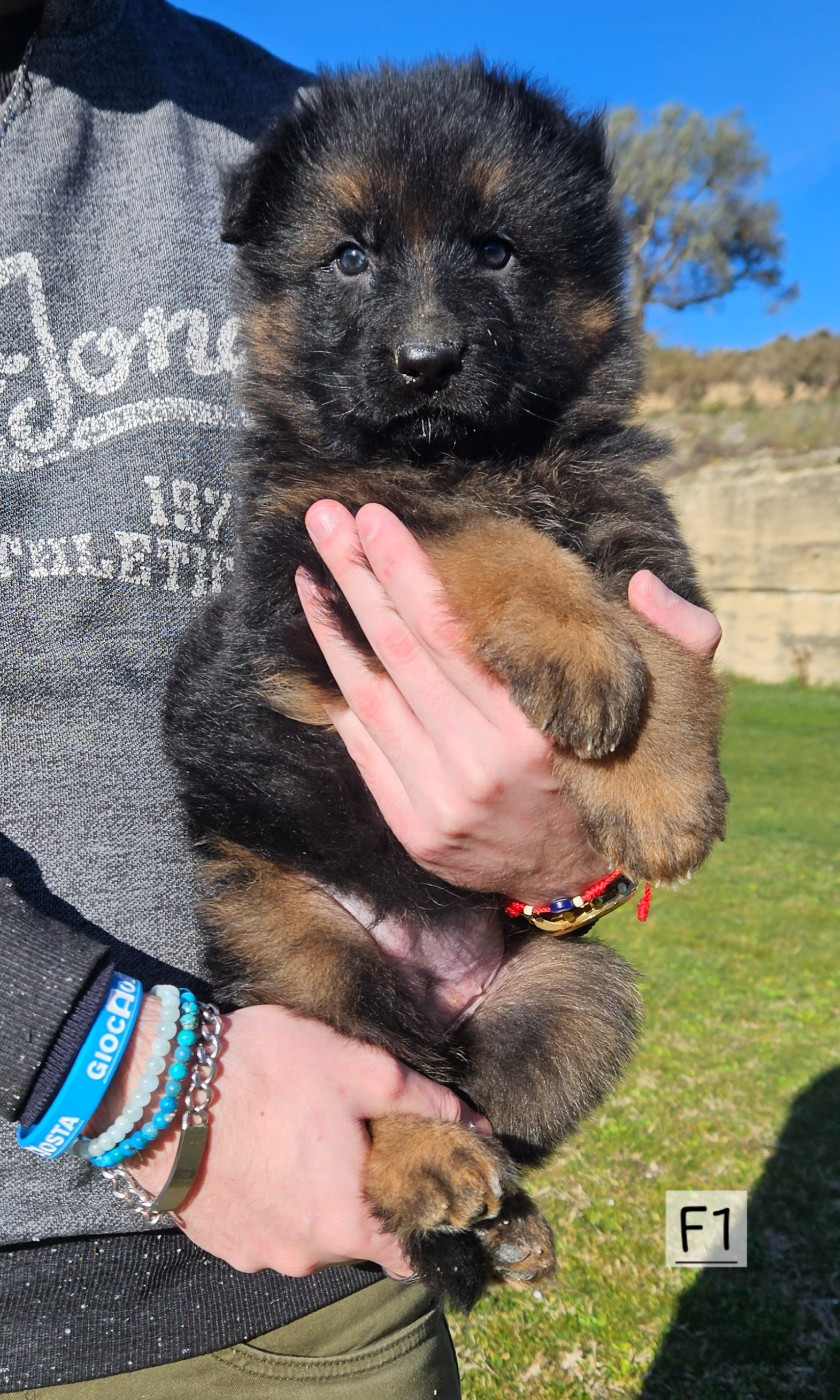 Des terres de peyrière - Chiots disponibles - Berger Allemand Poil Long