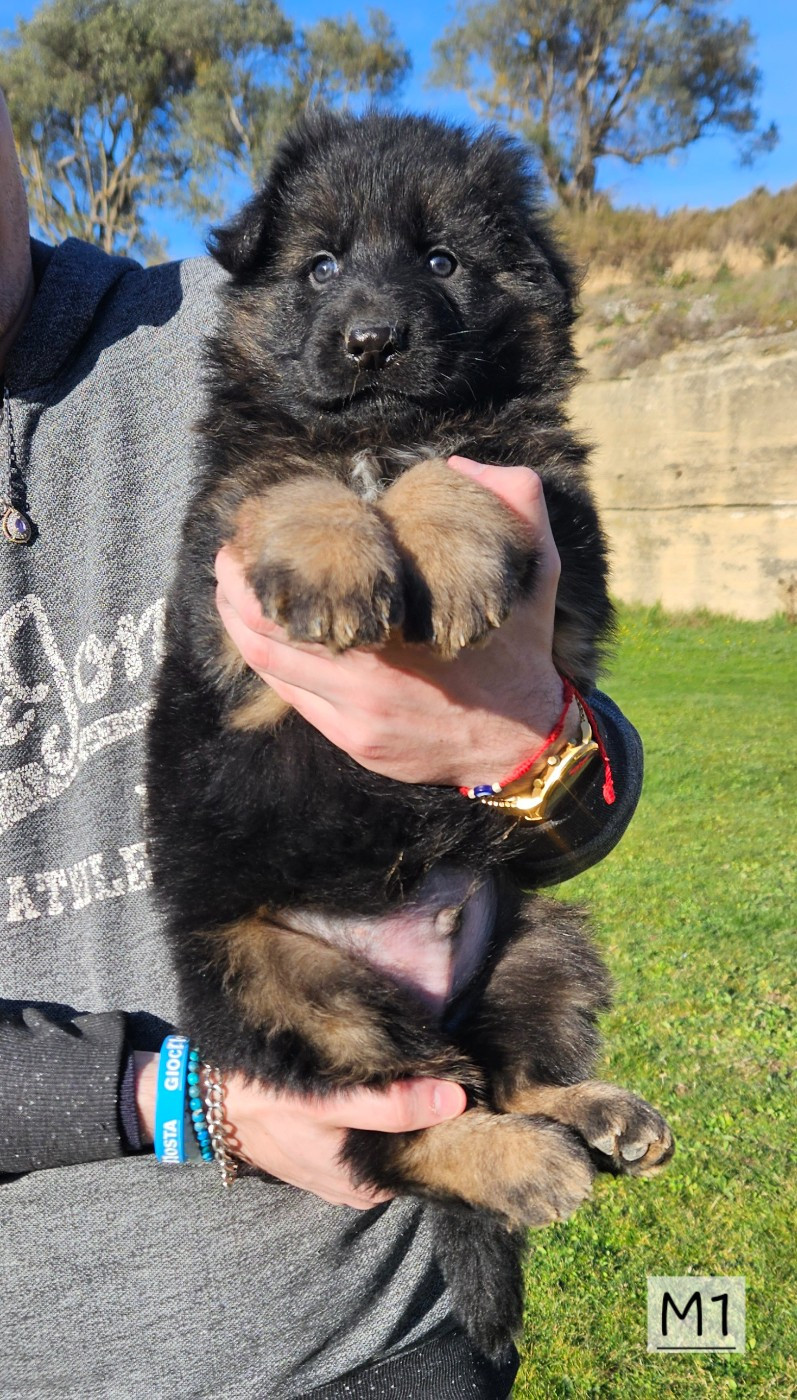 Des terres de peyrière - Chiots disponibles - Berger Allemand Poil Long